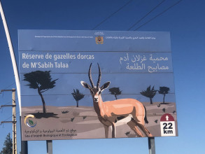 Sidi Chiker, Reserve Gazelles